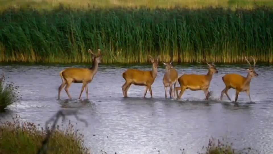 deer family having fun in the water