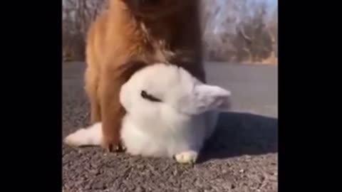 Funny animal compilations part 9