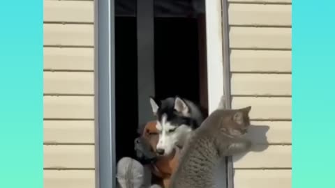 Cat videos that make you want a cat immediately 😂❤️