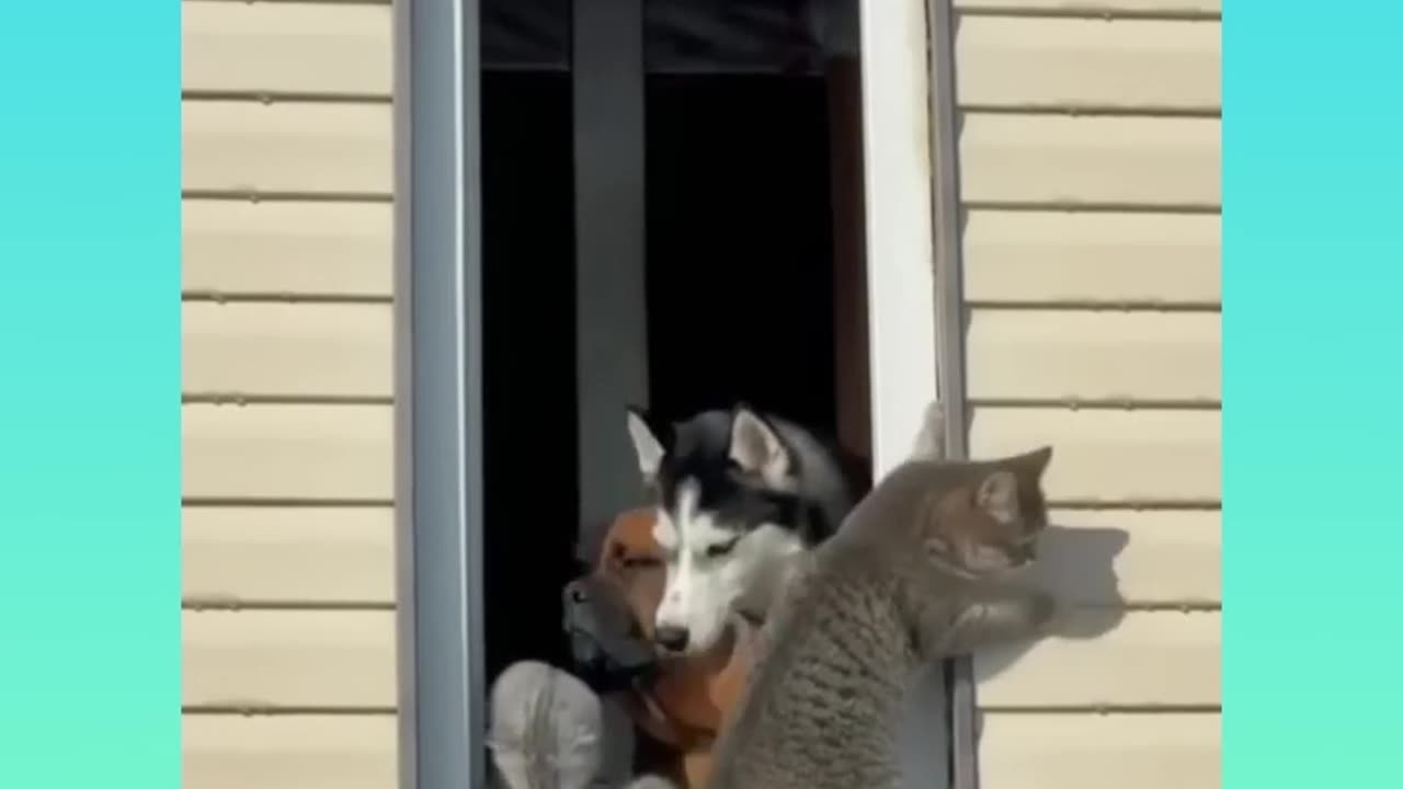 Cat videos that make you want a cat immediately 😂❤️