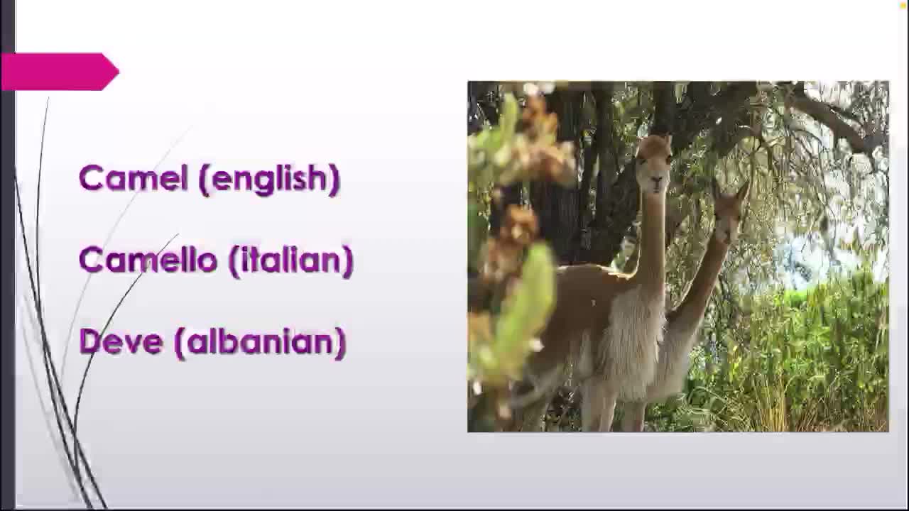 Animals (English Italian Albanian)