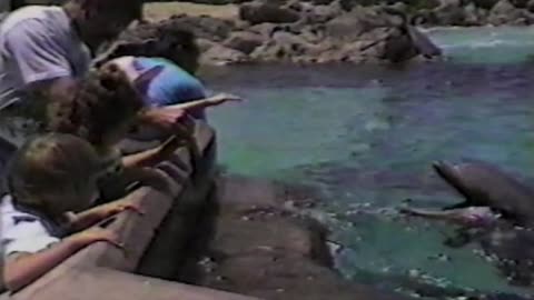 Greedy Seagull Steals Dolphin's Fish