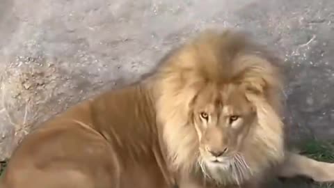 Funny Father of Lion Cub. Mrizhanwaqas143