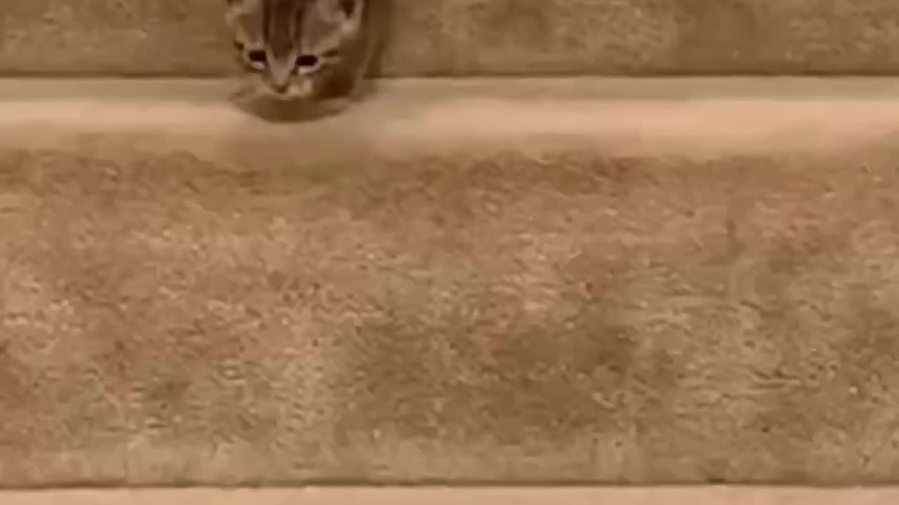 Cat 🐱 comedy 🎭 video