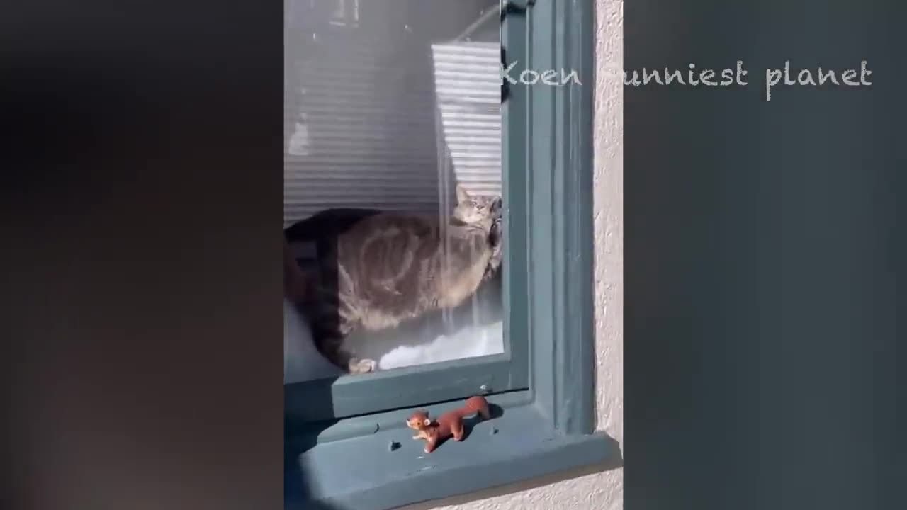 Funny Dogs And Cats Videos 2025 - Best Funniest Animal Videos Of The week