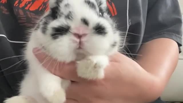 Come and have a look, this is a group of cute little animals