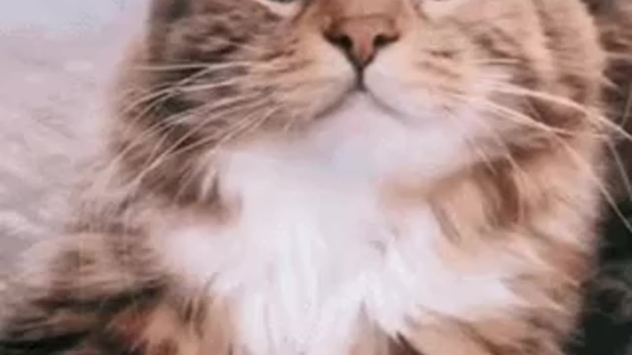 Cute Cat Gif