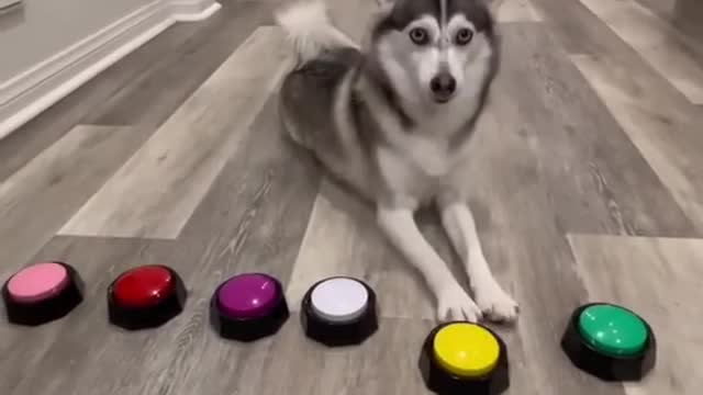 Pomsky dog becomes a motivational speaker