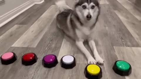 Pomsky dog becomes a motivational speaker