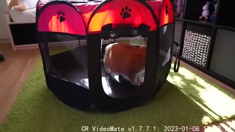 Play Tent