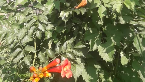 Campsis begins to bloom