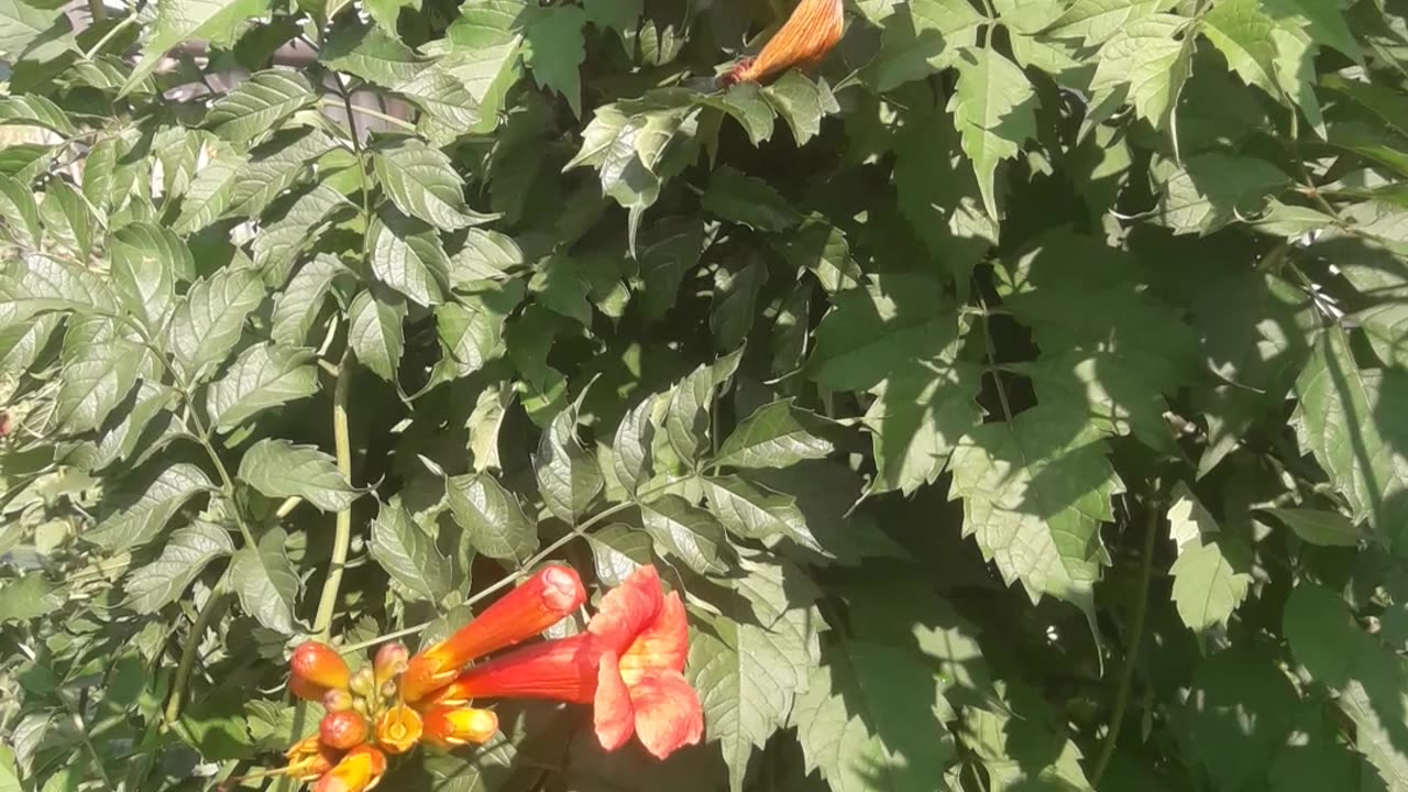 Campsis begins to bloom