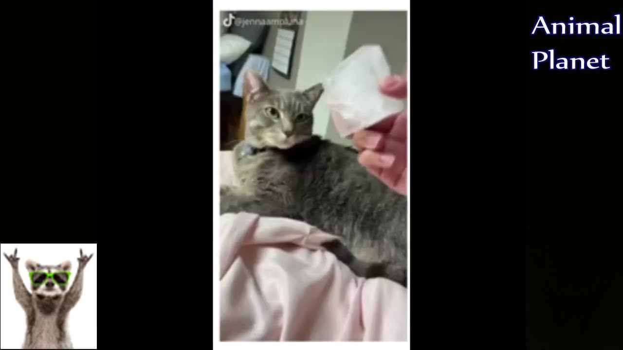 unny cat videos try not to laugh | Funbunn