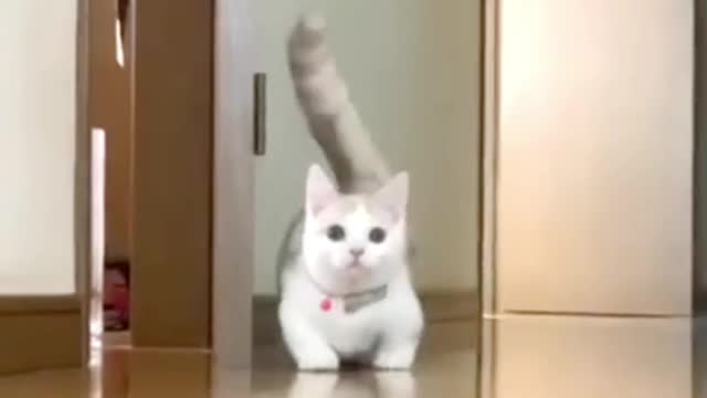 adorable cat