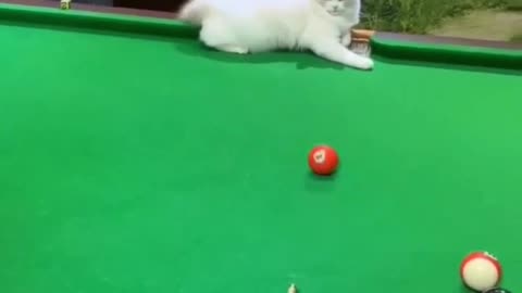 funny videos. funny cats part 9