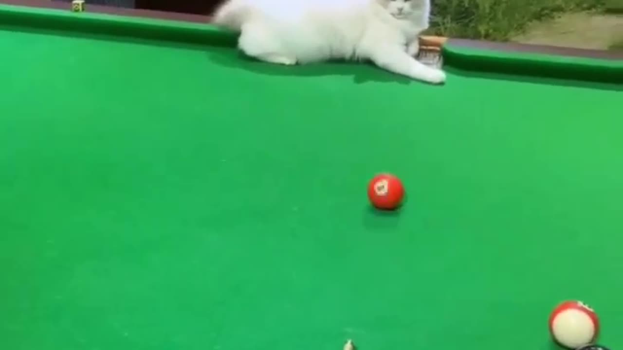 funny videos. funny cats part 9