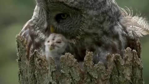 Mother Owl Loving Her Baby