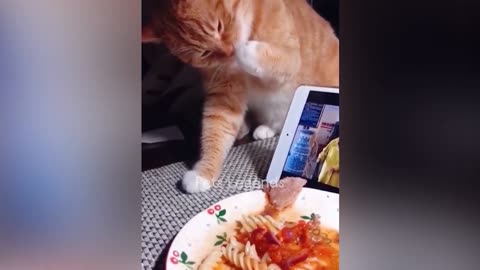 Trending Funny Aninal