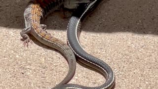 Backyard Duel Between Snake and Lizard