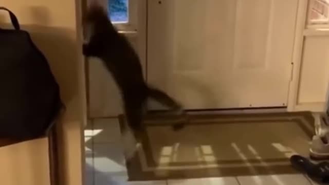 Funniest Animals 🐧 - Best Of The 2020 Funny Animal Videos 😁 - Cutest Animals Ever # 9