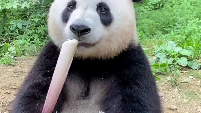 Pandas eat bamboo quickly