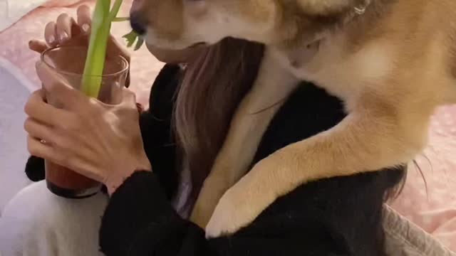 Shiba Inu dog really wants to take a sip of Bloody Mary