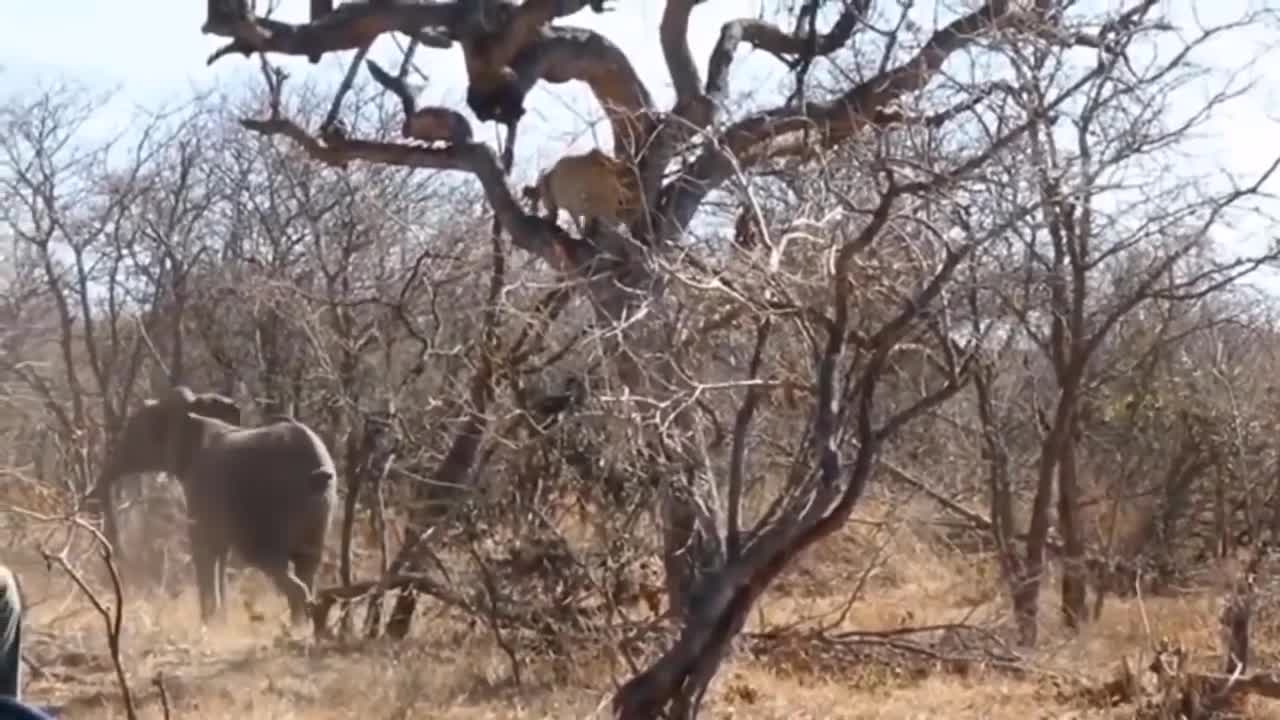 A Dog and a hungry Leopard