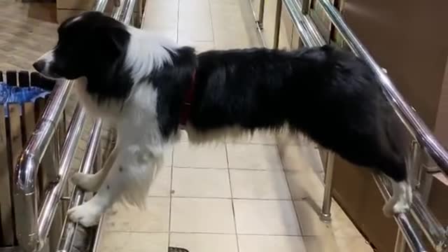 Dog Blocks Ramp Access