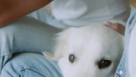 Cutest Dog Playing with Family in Vacations