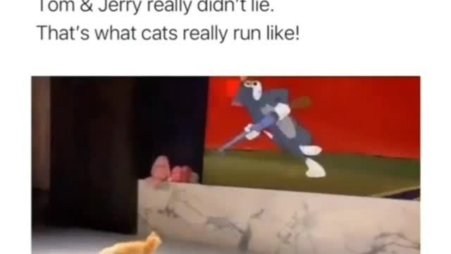 That cat was actually run 😜😂