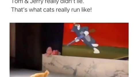 That cat was actually run 😜😂