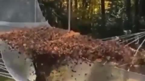 Very cool leaf gravity slow mo