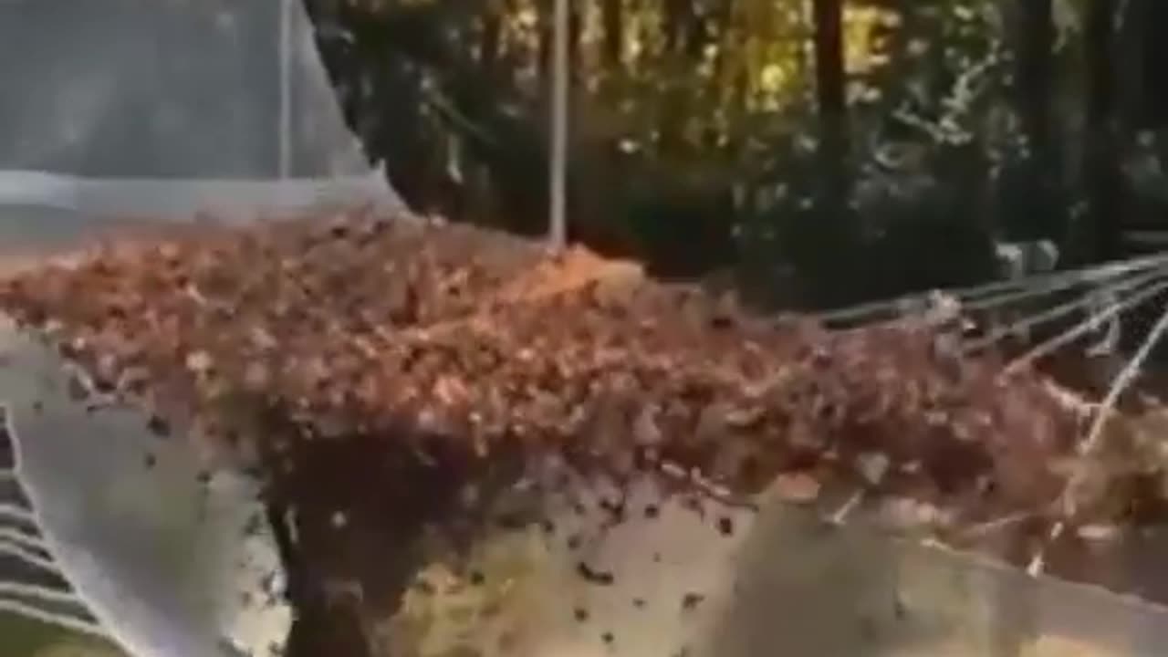 Very cool leaf gravity slow mo