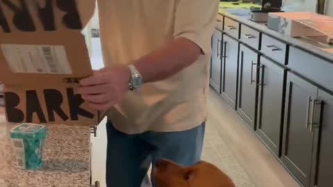 Riley's Best - Riley's First Bark Box!!!