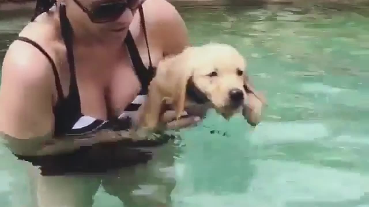 Puppy learning to swim