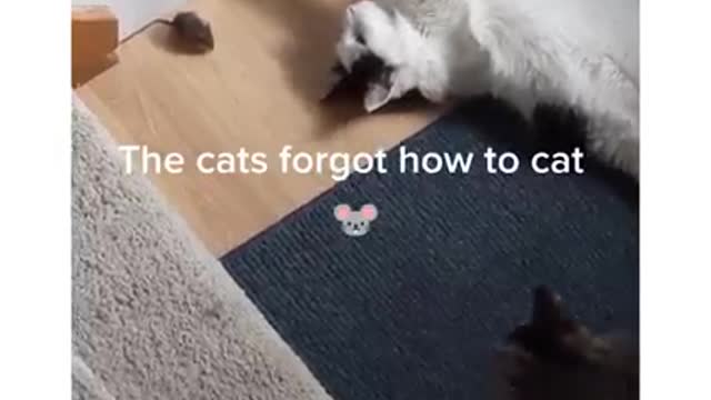 Funny animals