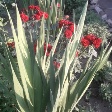 Gladioli and roses