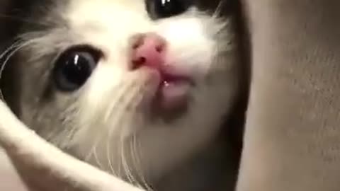 This cat so cute