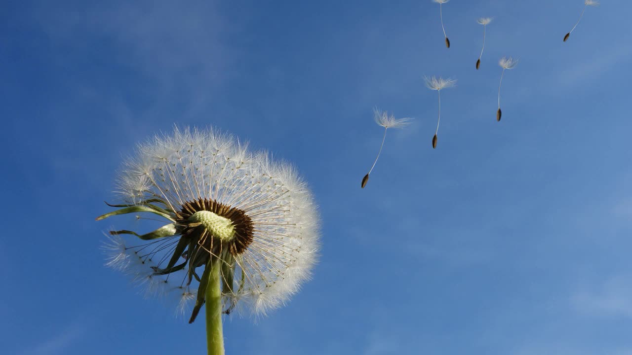 Relaxing Wind Ambiance