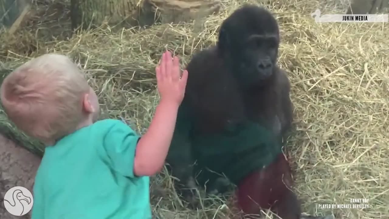 Zoo Animals Catch A Glimpse Beyond The Glass Wall