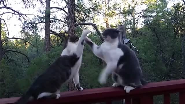 Cats Fighting With Each Other Goes Wild | Funny Video