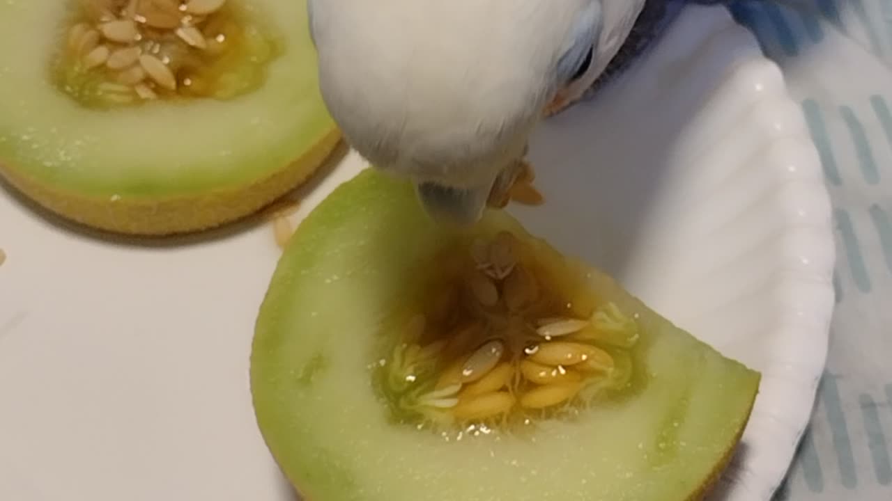 Peanut eating melon seeds