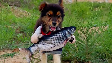 Sweet dog