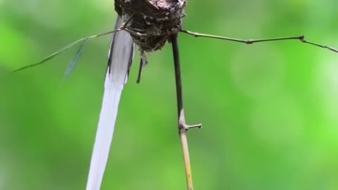 Birds Nest