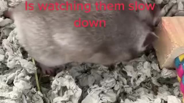 I don’t ever want to loose possum