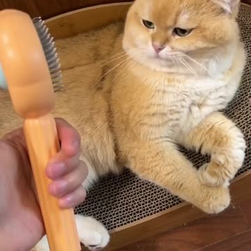 Cat First Grooming Experience