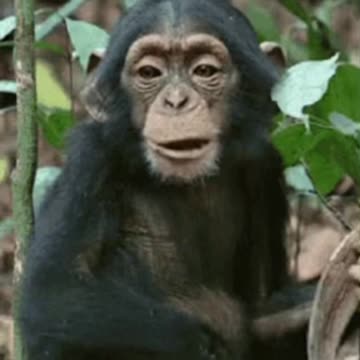 Cute Monkey Gif! 🙈