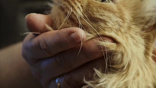 Cute Little Baby Cat ❤️