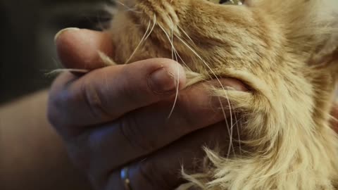 Cute Little Baby Cat ❤️