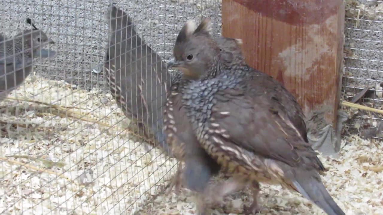 Brahma chickens and chicks